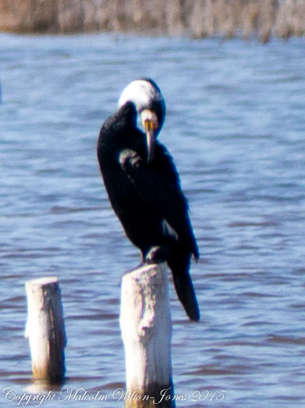 Cormorant; Cormorán Grande