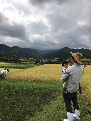 田んぼ