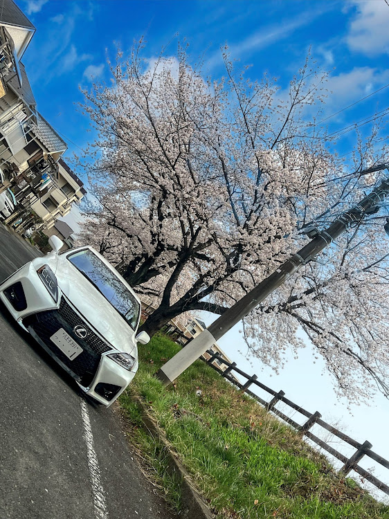 ISの桜とコラボ🌸・サクラと愛車・桜・ドライブに関するカスタム事例の投稿画像4枚目