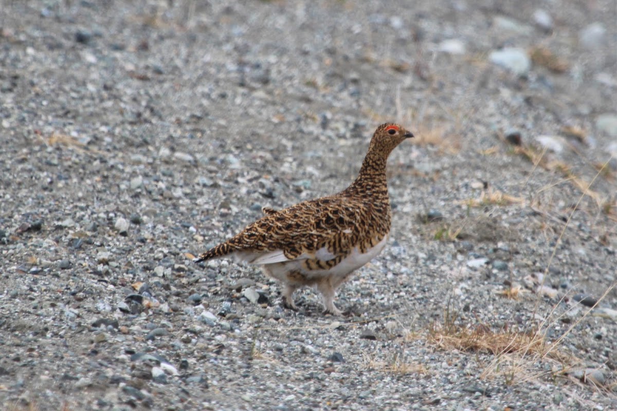 Willow Ptarmigan