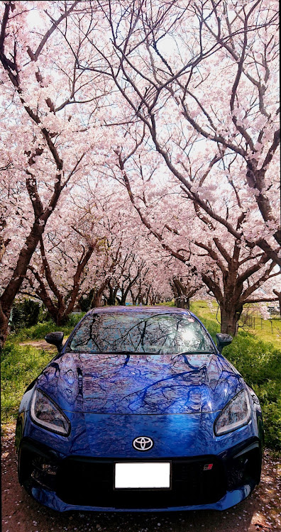 GR86のGR86・クルマ好きと繋がりたい・サクラと愛車・ぷらーっと・4月もよろしくお願い致します🌸に関するカスタム事例の投稿画像2枚目