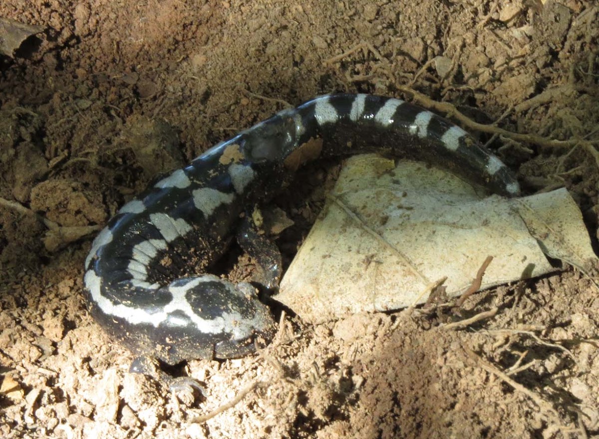 Marbled Salamander