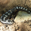 Marbled Salamander