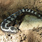 Marbled Salamander