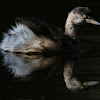 Australasian Grebe