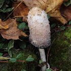 "Inky Cap"