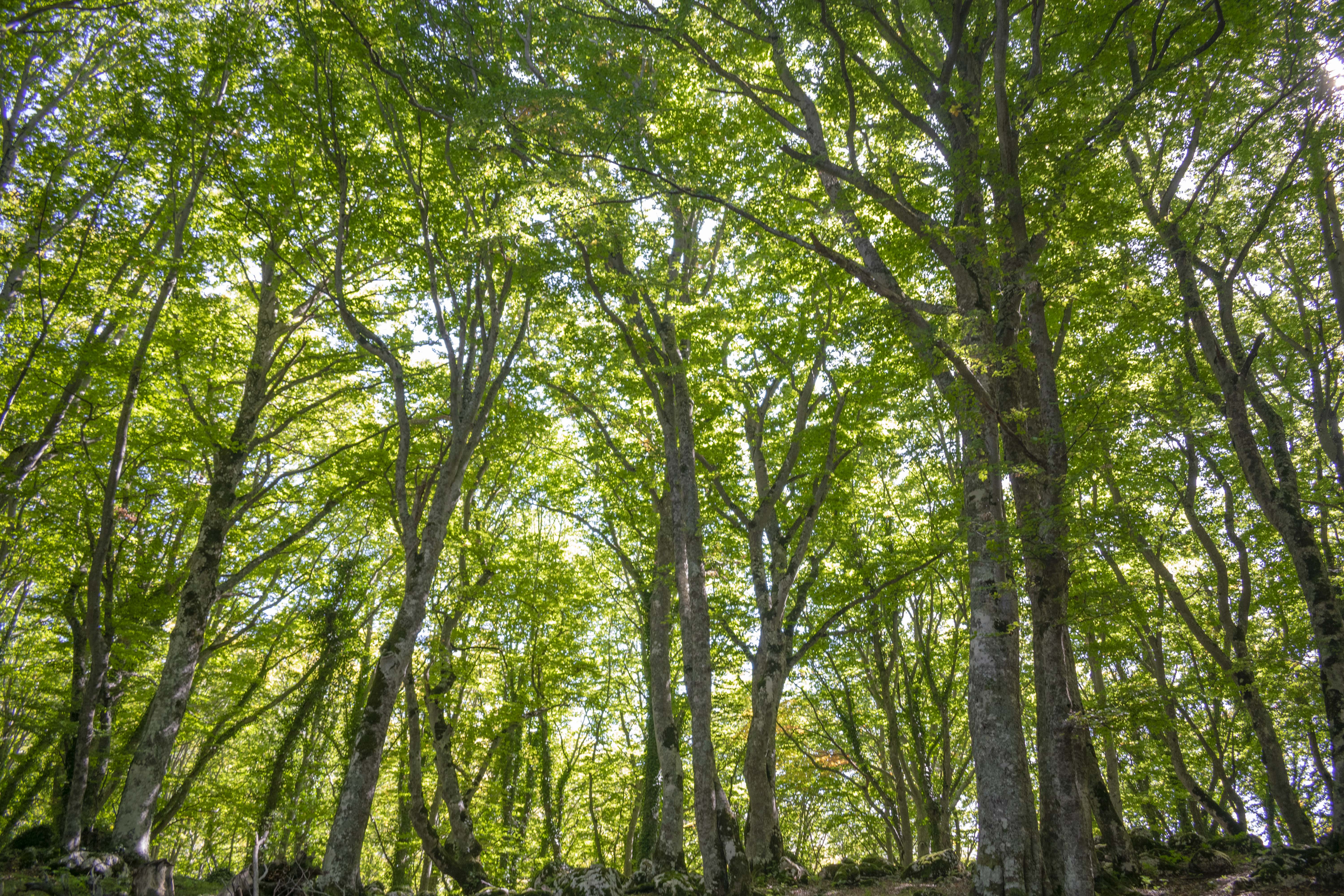 Bosco in verde di giada_marchegiani