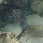 Spotted Porcupinefish