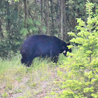 American black bear