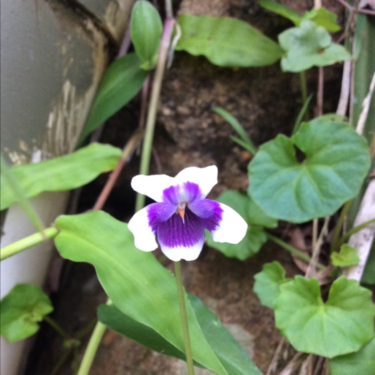 Native Violet