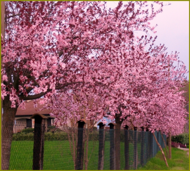 Primavera vicino casa di gian