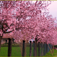 Primavera vicino casa di 