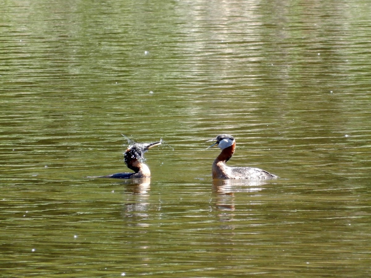 Red-necked Grebes