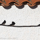 Barn Swallow; Golondrina Común