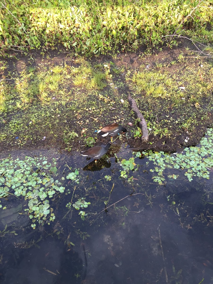 Common Gallinule