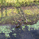 Common Gallinule