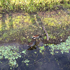 Common Gallinule