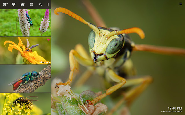 Wasps HD Wallpapers New Tab Theme