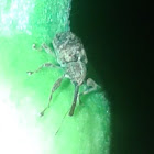 weevil