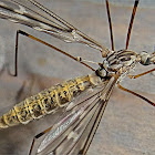 Crane Fly