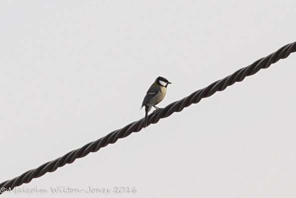 Great Tit; Carbonero Común