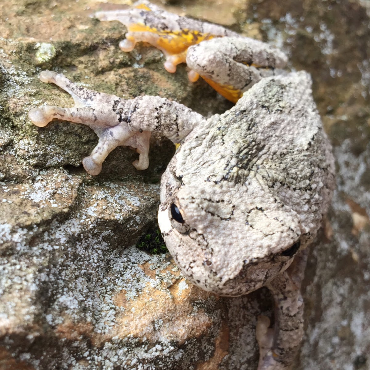 Cope's Gray Tree Frog