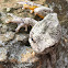 Cope's Gray Tree Frog