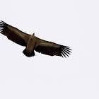 Griffon Vulture