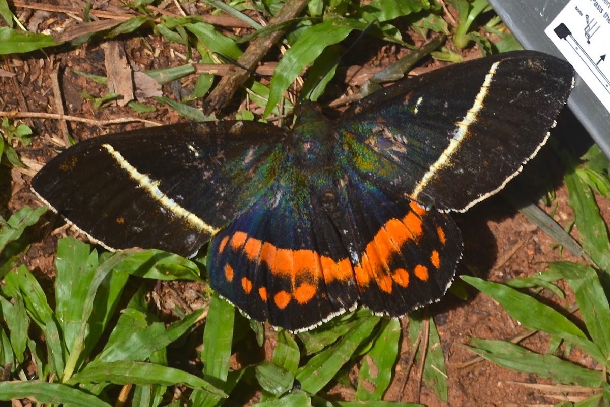 Giant Butterfly Moth