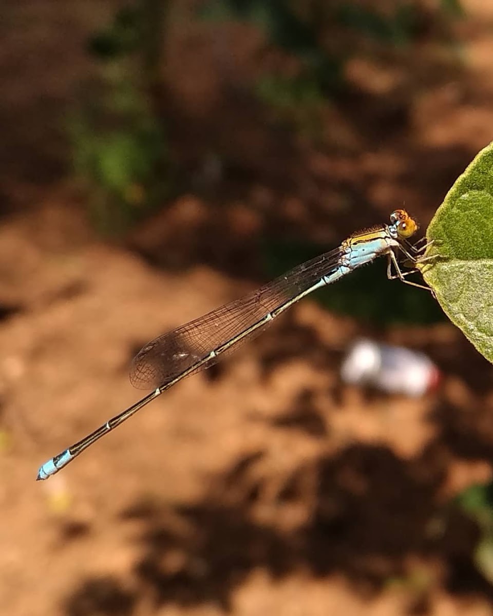 Saffron-faced Blue Dart