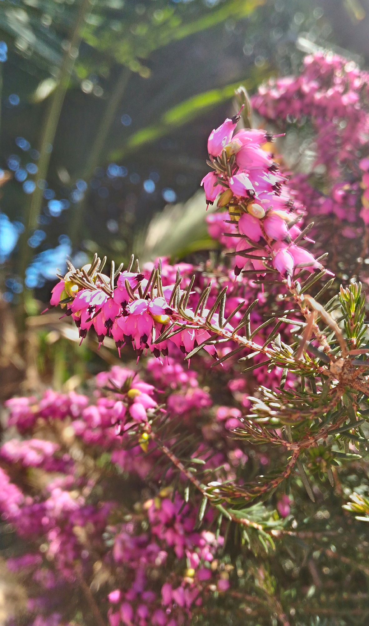 Fiori d'inverno di Tmp01