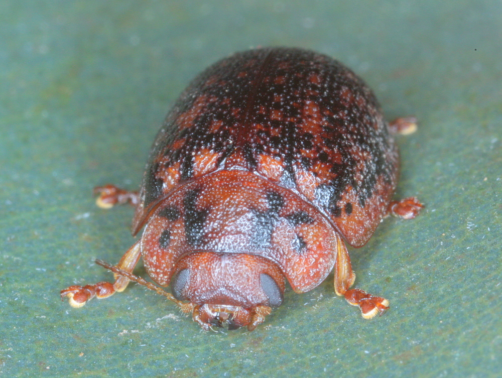 Gumnut leaf beetle