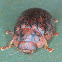 Gumnut leaf beetle