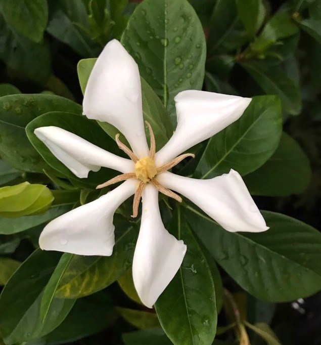 Vietnamese Gardenia