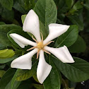 Vietnamese Gardenia