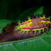 Stinging Nettle Slug Caterpillar