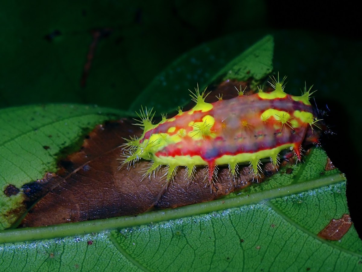 Stinging Nettle Slug Caterpillar