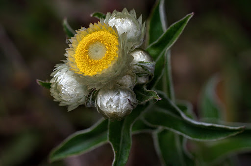 Helichrysum foetidum