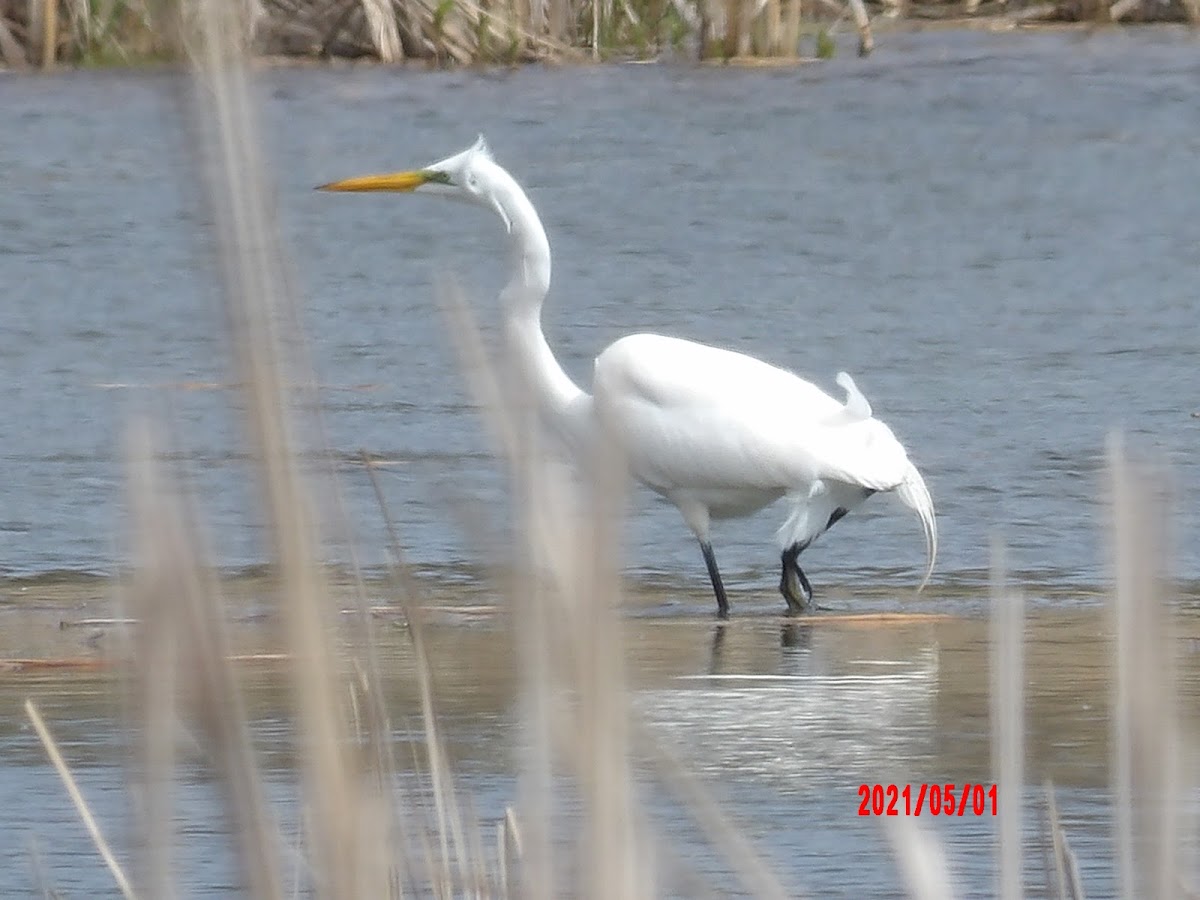 Great Egret