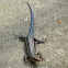 Skink