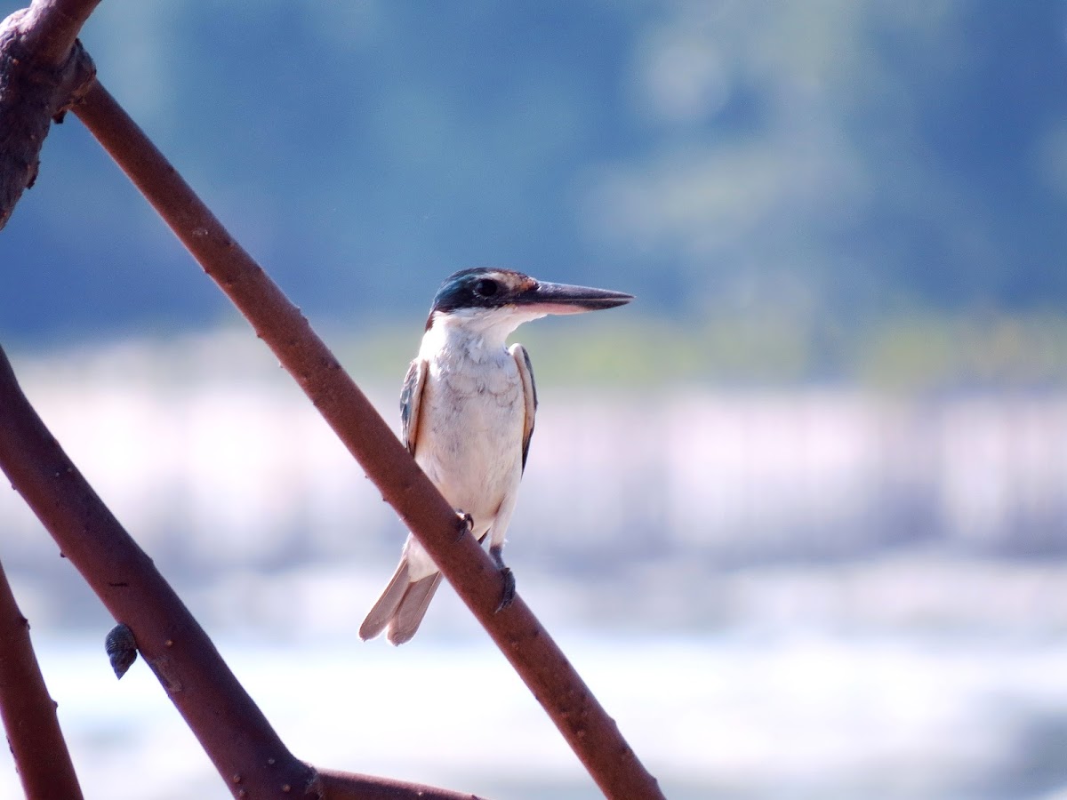 Collared Kingfisher