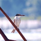 Collared Kingfisher