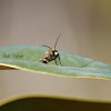 Cuckoo Bee