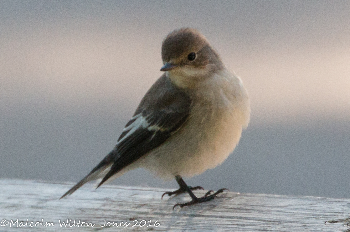 Pied Flycatcher; Papamoscas Cerrojillo