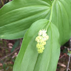 False Solomon's Seal