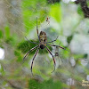 Giant orb weaver