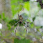 Giant orb weaver