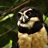 Spectacled Owl