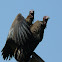 Hooded Vulture