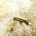 Fall armyworm